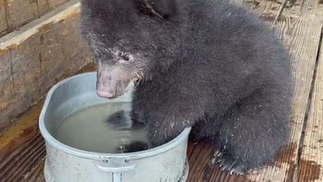 The adorabale baby bear ted