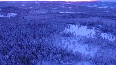 THICK BLUE FOREST