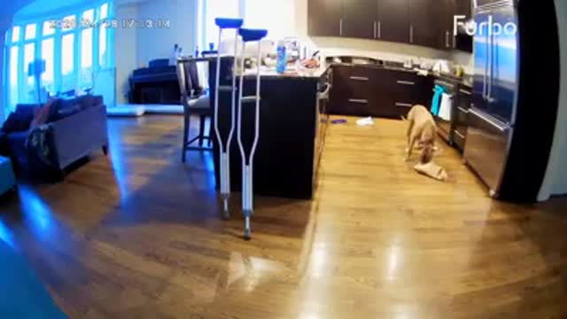 Dog Caught On Camera! dog cruising the kitchen counter Live on Furbo 360 camera