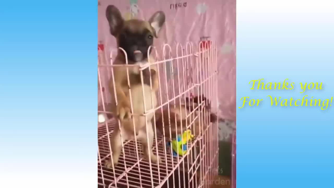 Cute Pets And Funny Animals Compilation-FunnyVideosAnimal