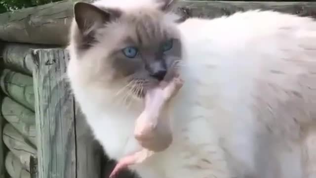 Funny Dog Videos 2021 It's time to LAUGH with Dog's life141