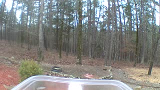 northern flicker at the feeder