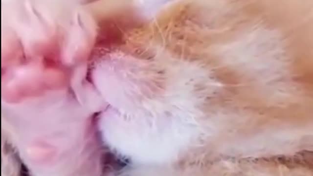 laugh definitely cute cat and dog funniest video