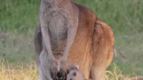 Have you seen the kangaroo mother's belly #foryou #kangaroo #traveling #kangaroobangchan