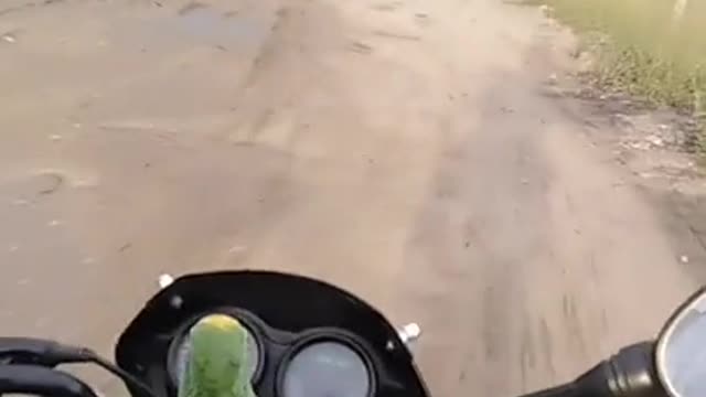 Singing Parrot Enjoys Motorcycle Ride