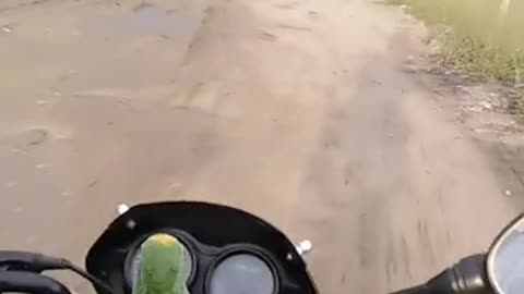 Singing Parrot Enjoys Motorcycle Ride