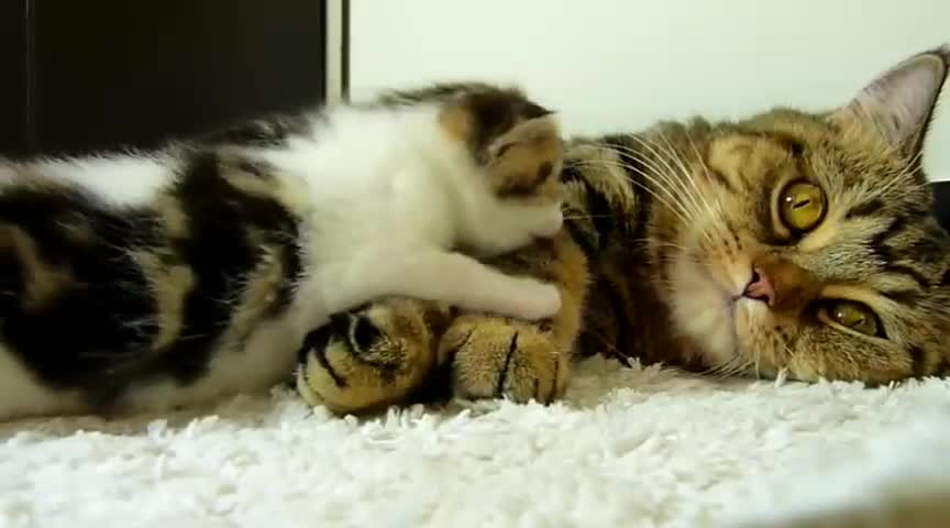 how this cat loves her baby even in sleep