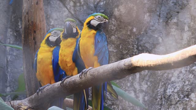 Three yellow and blue macaws lined up on a large tree branch.