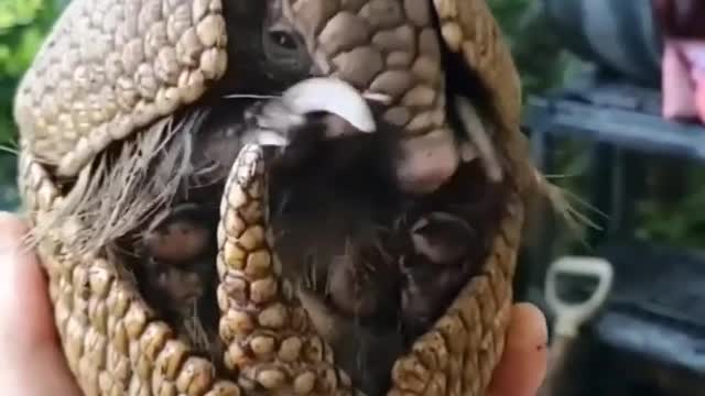 cute armadillo