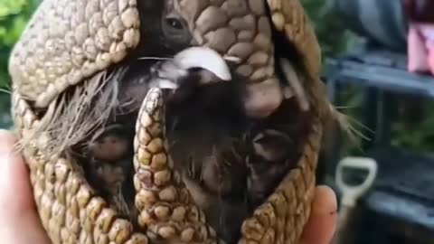 cute armadillo