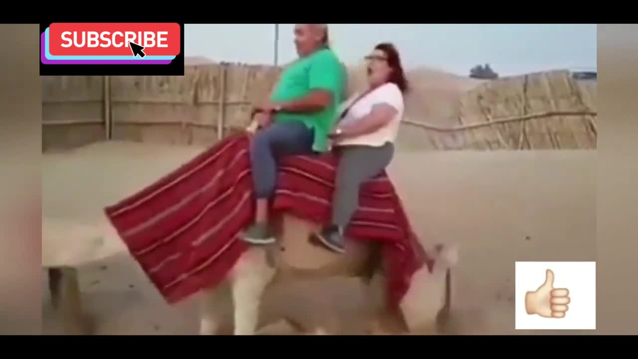 Funny camel riding vedio very funny