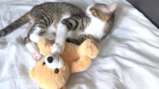 Kitten Grooms and Bites a Toy Bear