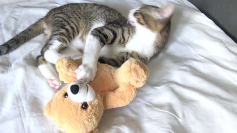 Kitten Grooms and Bites a Toy Bear