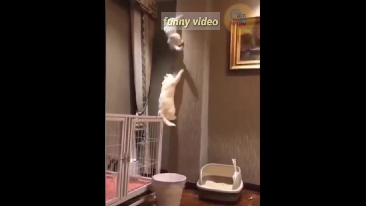 Cat waking over wall, is the best video in 2021