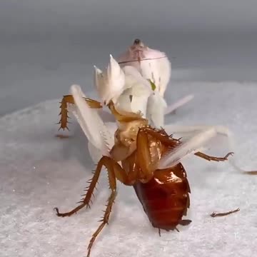 Praying Mantis devouring a cockroach like a hamburger
