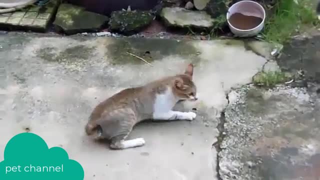 dog and cat friendship