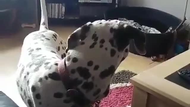 Pup Gets Pumped for His Favorite Show