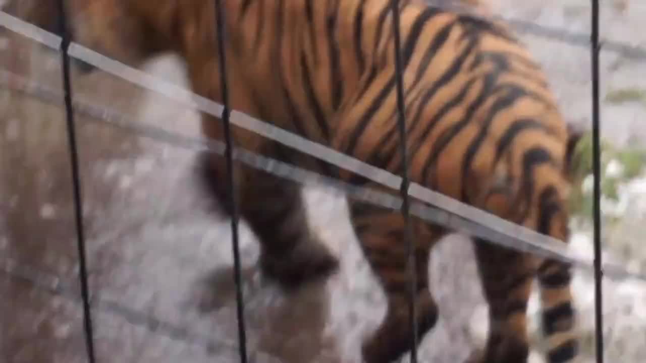 LIONS AND TIGERS AND BEARS