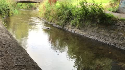 Walking Next to Three Swimming Otters