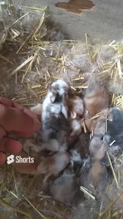 14 day old Holland Lop bunnies