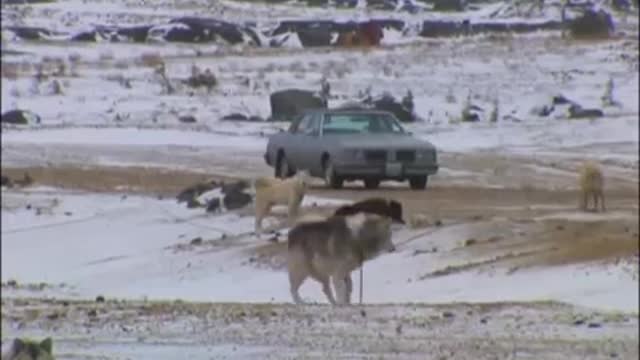 Huskies and Bears | Wild: Polar Bear Diary | BBC Earth