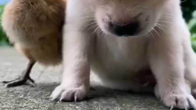 Cute baby dog trying to sleeping funny vedio