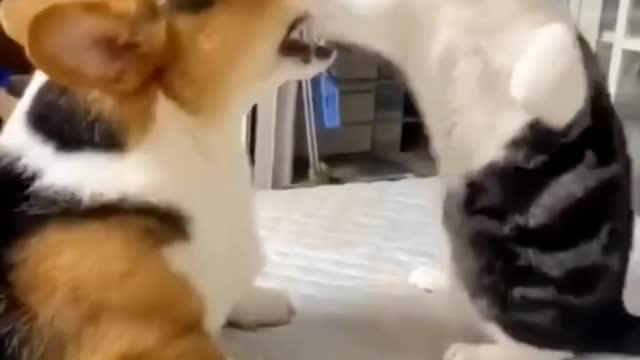 Kungfu Fighter cat vs dog 🤣