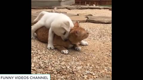 Funniest Dogs and Cats - Awesome Funny Pet Animals Videos #20