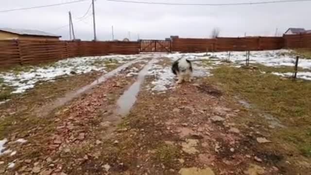Cute Husky plays ball with his girlfriend and gently fondles her