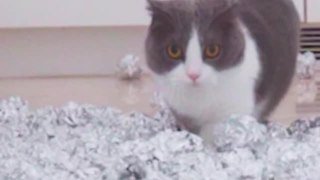 Cats try walking on foil ball floor!