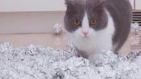 Cats try walking on foil ball floor!