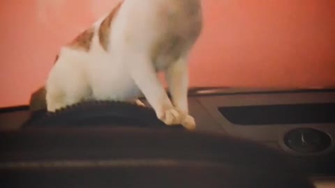 Cats First Time in Car | Hit Like and Subscribe