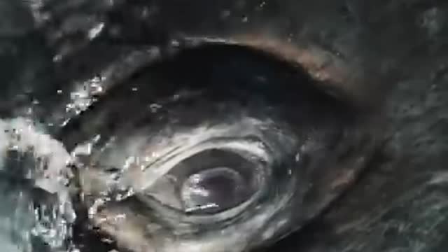 Staring Contest with a Whale