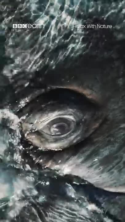 Staring Contest with a Whale