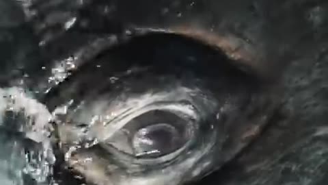 Staring Contest with a Whale