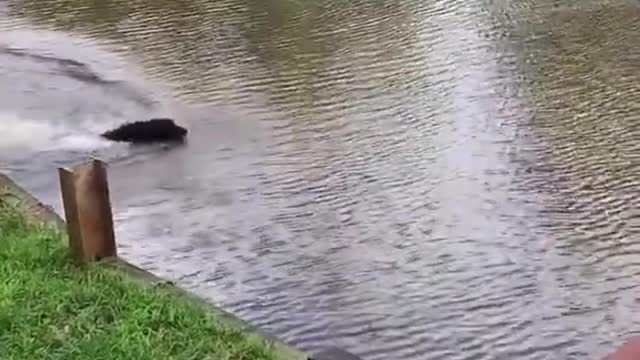 Dogs panic when owner swings out and falls into lake, then swin out of rescue him