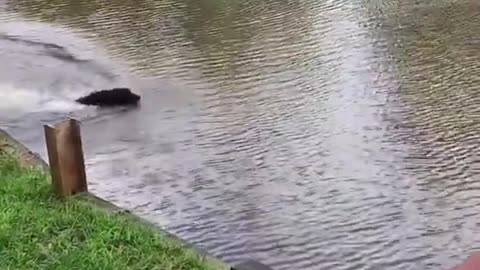 Dogs panic when owner swings out and falls into lake, then swin out of rescue him