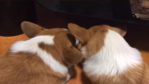 Can't stop laughing animals cats and dogs🐈😺 Cute #52💋🥺