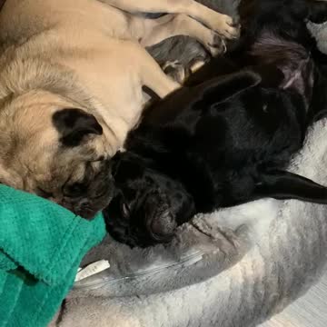 Sleeping pug beauties