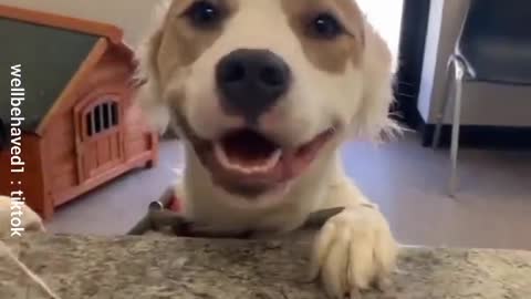 Look at the joy of this dog being adopted from a kennel.