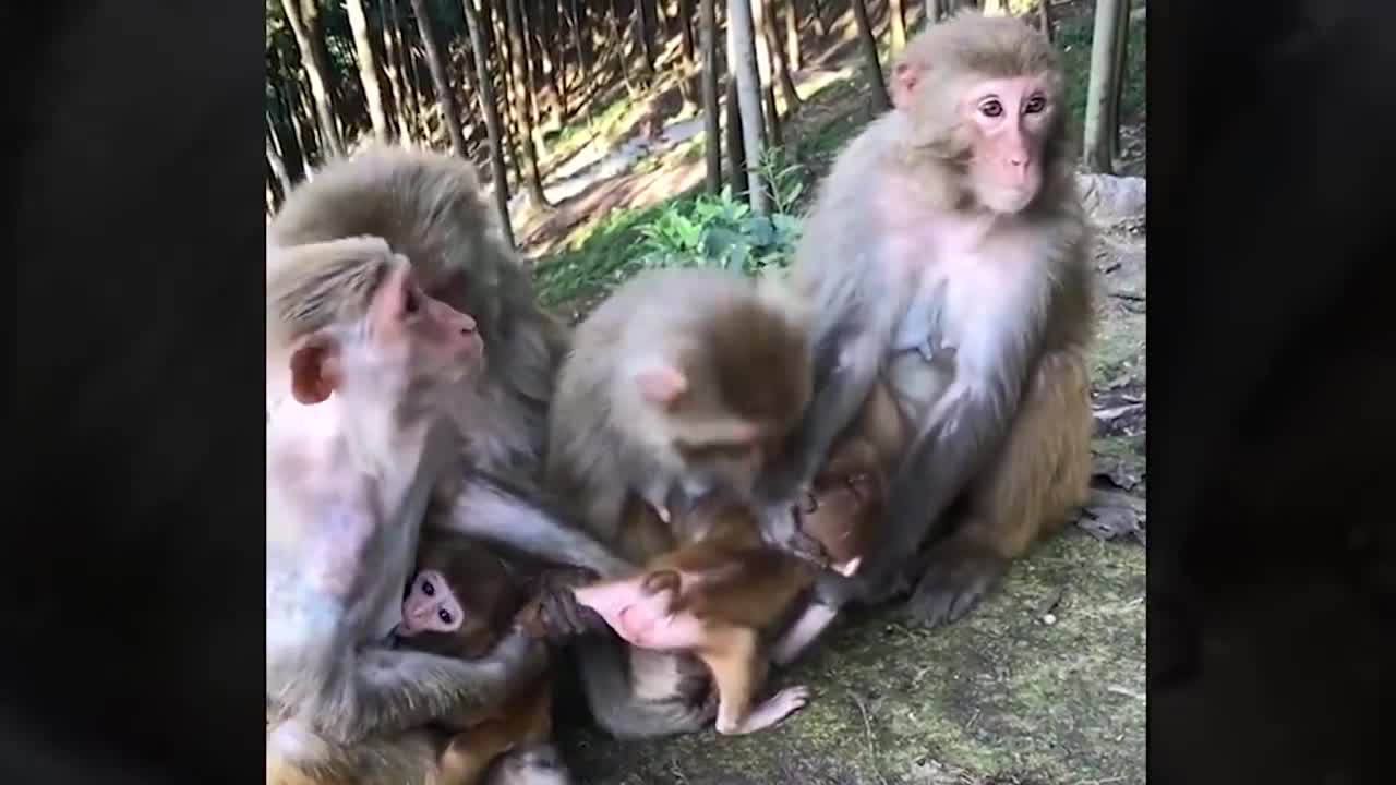 Funny and Cute Monkey Videos Compilation