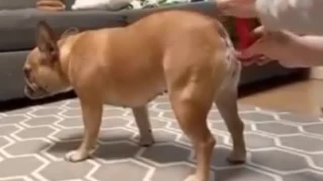 Cute — animal — cute dogs —funny animal videos—Funny video / Süß – Tier – süße Hunde