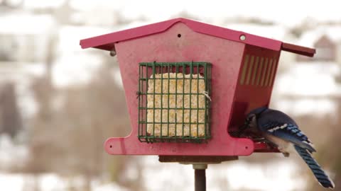 the bird