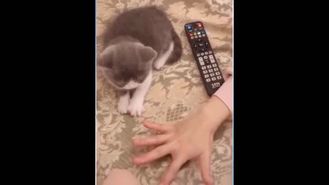 Best Funny Animal Videos, relax and enjoy