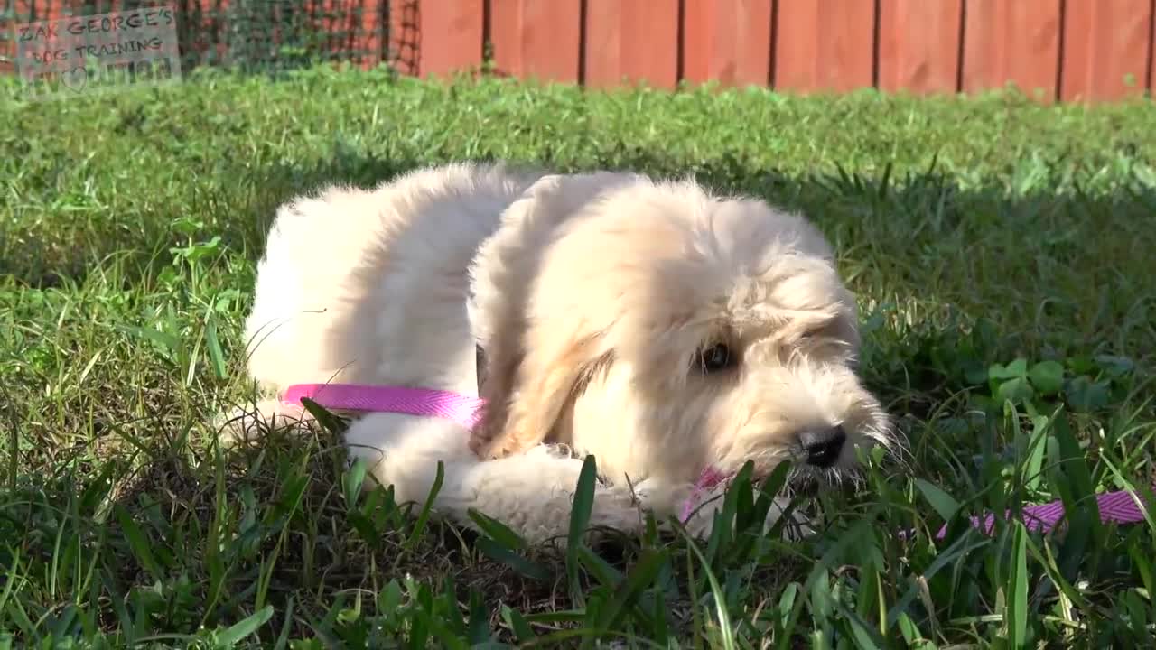 How to Teach your Puppy to Sit and Stay