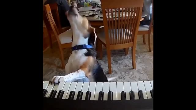 Dog Singing Artist