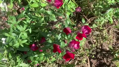 Beautiful flowers and grass, a gift from nature