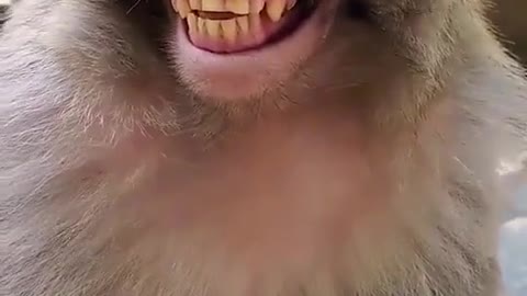 Hey what so funny here 😁 Monkey Get Lough - Daily Funny Animals Video