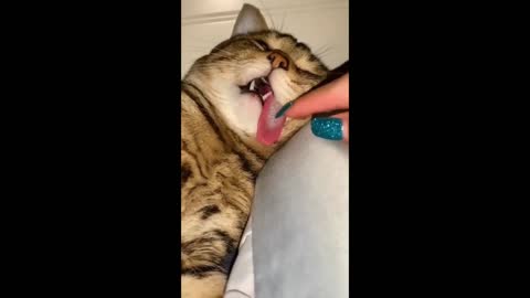 Cat dozing off