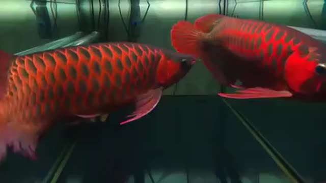 Arowana